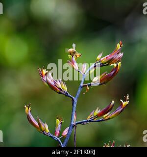 Eine fleißige Arbeiterbiene sammelt Pollen und bestäubt einen Flachs Zur gleichen Zeit zu Pflanzen Stockfoto