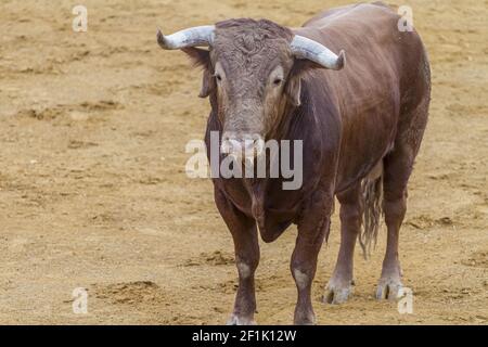 Kampf, Stierkampf, spanischer tapferer Stier in einer Stierkampfarena. Das Tier ist braun und hat sehr scharfe Hörner Stockfoto