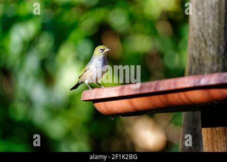 Ein Wachseye besucht einen Garten Vogelfutterhäuschen auf der Suche nach einem Winterjause Stockfoto