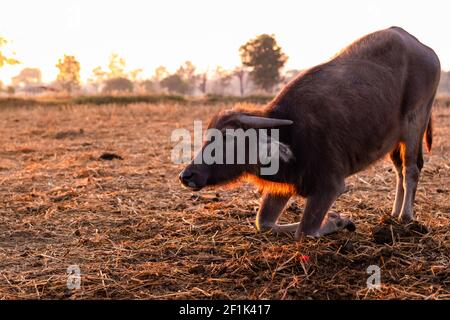 Sumpfbüffel auf einem geernteten Reisfeld in Thailand. Junge Büffel kniet am Morgen auf dem Bauernhof mit Sonnenlicht auf den Boden. Hauswasserbüffel. Stockfoto
