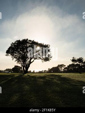 Ein großer Baum in Silhouette mit Sonne scheint durch seine Äste und wirft lange Schatten. Vertikales Format. Stockfoto