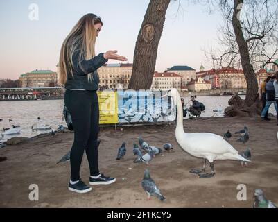 Das Mädchen, das auf die Schwäne schaut, die aus dem Fluss kamen, auf dem Hintergrund der Altstadt von Prag Stockfoto