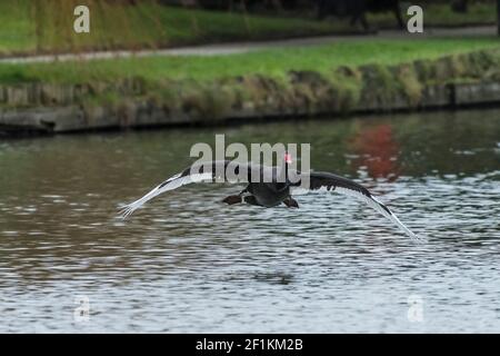 Ein schwarzer Schwan - Cygnus atratus landet auf der Oberfläche Eines Sees mit ausgestreckten Flügeln und weißem Primär Flügelfedern in Newquay in Cornw Stockfoto