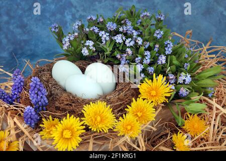 Natürliches frisches Nest mit blauen Eiern, Forget Me Nots, Löwenzahn & Traubenhyazinthen Blumen auf meliertem blauem Hintergrund. Frühling & Ostern Komposition. Stockfoto