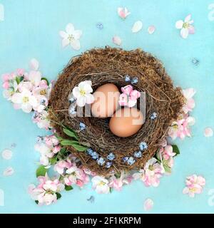 Frische braune Eier zum Frühstück in natürlichen Vögeln nisten mit Frühlingsapfelblüten & Vergiss mich nicht Blumen. Auf meliertem blauem Hintergrund. Gesunde Ernährung concep Stockfoto