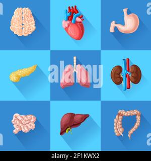 Menschliche innere Organe mit Gehirn Herz Magen Bauchspeicheldrüse Darm eingestellt Lunge Nieren und Leber isoliert Vektor-Illustration Stock Vektor
