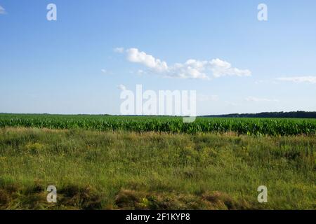 Pflanzen von Mais auf einem Bauernhof Grundstück. Ackerland. Maisanbau. Agrarlandschaft. Stockfoto