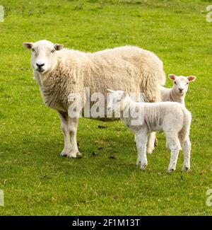 Mutterschafe, eine Ewe mit ihren Zwillingslämmern im Frühling. Nach vorne in grüner Wiese. Keine Personen. Yorkshire Dales. England. Hochformat, Vertikal. Stockfoto