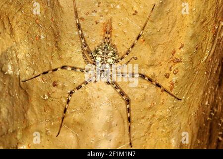 Two Tailed Spider, Hersilia, Anshi Tiger Reserve, Uttarakannada, Karnataka, Indien Stockfoto