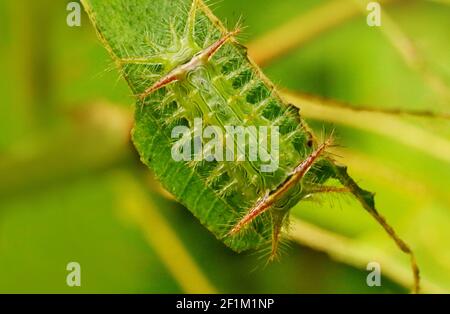 Slug Moth Caterpillar, Limacodidae Family, Kudremukh Wildlife Sanctuary, Karnataka Indien Stockfoto