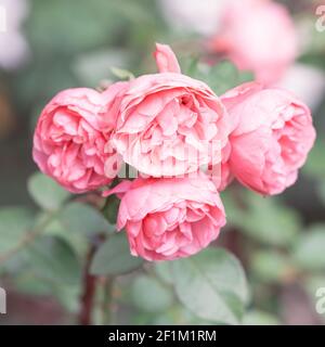 Im Garten blüht ein Strauß rosa Rosen Stockfoto
