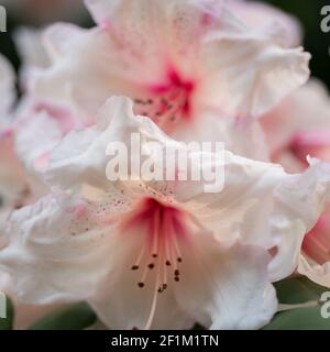 Rosa Rhododendron Nahaufnahme blüht, Fokus im Vordergrund Stockfoto