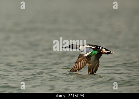 Northern Shoveler, Spatula clypeata, Bhigwan Wetlands, Maharashtra, Indien Stockfoto