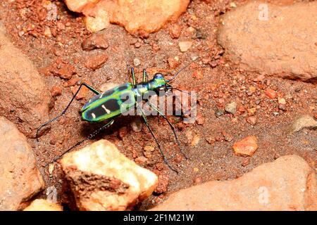 Tiger Beetle, Cicindela duponti, Ganeshgudi, Karnataka, Indien Stockfoto