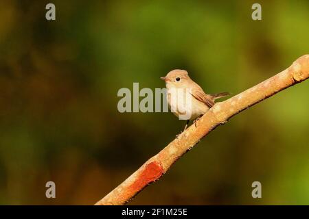 Asian Brown Flycatcher, Muscicapa dauurica, Ganeshgudi, Karnataka, Indien Stockfoto