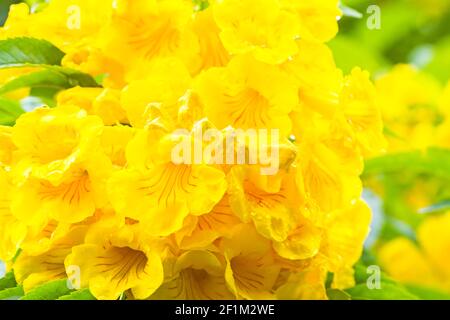 Nahaufnahme Gelber Holunder, Gelbe Glocken oder Trompetenblume, wissenschaftlicher Name ist Tecoma stans Stockfoto