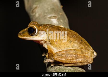 Nahaufnahme goldener Baumfrosch auf Baum. Stockfoto