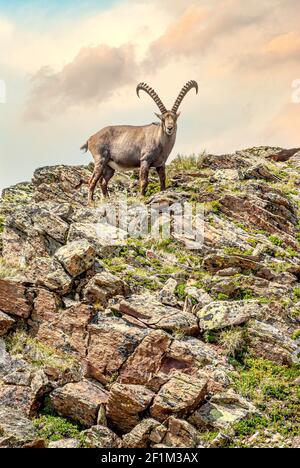 Single Male Alpine Ibex eine Dämmerung in den Schweizer Alpen, Pontresina, Engadin, Schweiz Stockfoto