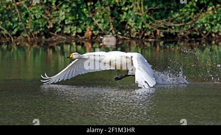 Singschwan, der aus dem See auszieht Stockfoto