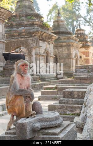 Affen in Pashupatinath Tempel in Kathmandu, Nepal. Stockfoto