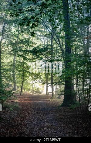 Dirt-Track im Wald Stockfoto