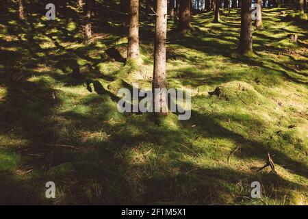 Sonne scheint auf moosigen Waldboden Stockfoto