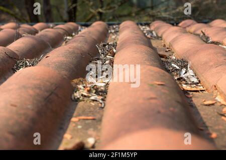 Fliesen mit Müll, Kiefernnadeln, Moos Stockfoto