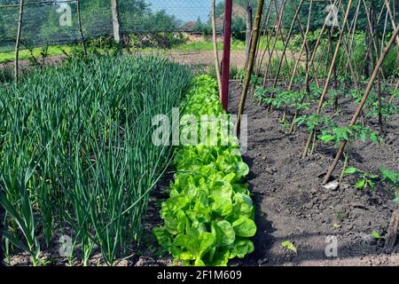 Schöner Dorfgarten mit frühem Gemüse. Gemüse wird im eigenen Land für den persönlichen Gebrauch angebaut. Für den Moment ist es durch ein Netzwerk von natürlichen geschützt Stockfoto