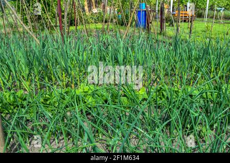 Schöner Dorfgarten mit frühem Gemüse. Gemüse wird im eigenen Land für den persönlichen Gebrauch angebaut. Für den Moment ist es durch ein Netzwerk von natürlichen geschützt Stockfoto