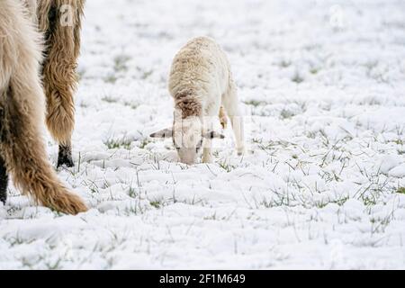 Ein neu geborenes weißes Lamm frisst Gras auf der Wiese, das Gras ist mit Schnee bedeckt. Mutter Schafe grast daneben. Winter auf dem Bauernhof Stockfoto