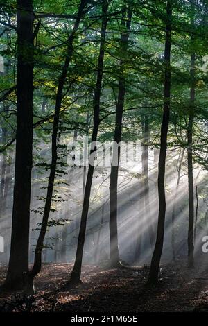 Sonnenstrahlen, die durch Bäume Stockfoto