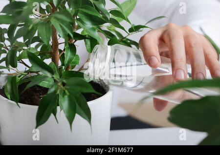 Junger Gärtner gießt grüne Ficus-Pflanze mit frischem Wasser Stockfoto