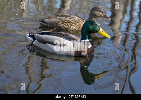 Stockenten auf dem See mit einer spigorösen Oberfläche Mallards auf Der See mit einer spigorösen Oberfläche Stockfoto