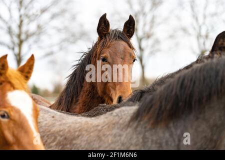 Der Kopf des braunen Pferdes blickt über die Mähne eines grauen Pferdes direkt in die Kamera. Pferde sind vom Schlamm und Gras schmutzig Stockfoto