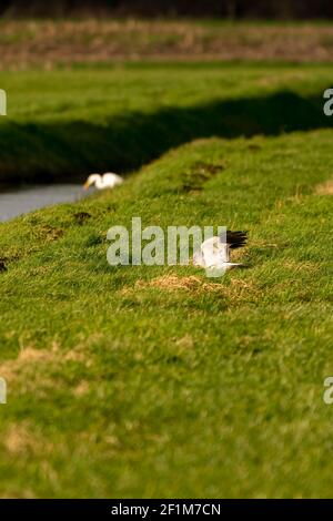 Ein Falke landet im Gras einer schönen grünen Landschaft. Außer Fokus ein weißer Reiher am Wasser im Gras Stockfoto