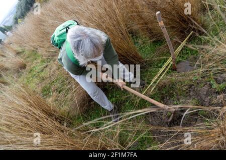 Stock Foto von nicht erkannte Frau trägt Gesichtsmaske mit Schaufel in der Landschaft helfen, aufzuforsten. Stockfoto