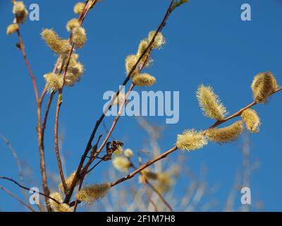 Graue Weide (Salix atrocinerea syn. Salix cinerea cultivar) gegen blauen Himmel. Frühfrühling blüht. Stockfoto