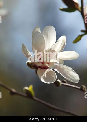 Magnolia stellata Blume im Frühlingsgarten Nahaufnahme gegen den Himmel Stockfoto
