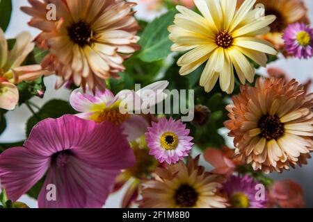 Bunte Gänseblümchen Blumen Stockfoto