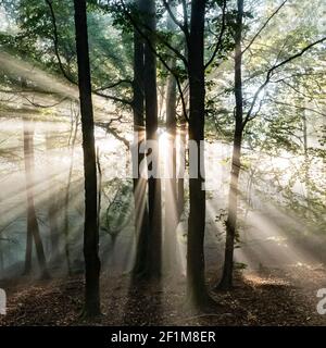 Sonnenstrahlen, die durch Bäume Stockfoto