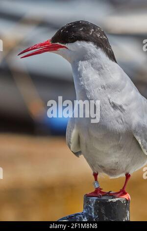 Eine ausgewachsene Arktis-Terna, Sterna paradiesaea, auf Inner Farne, auf den Farne-Inseln, bei Seahouses, Northumberland, Nordostengland, Großbritannien. Stockfoto