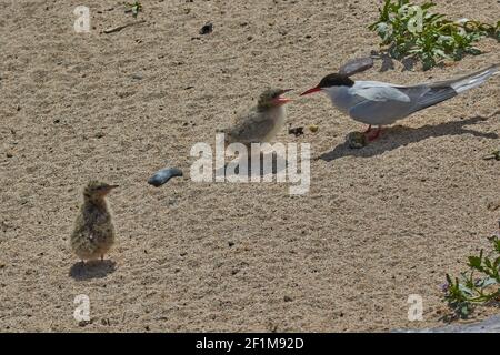 Eine arktische Seeschwalbe, Sterna paradiesaea, die ihr Küken füttert, auf Inner Farne, auf den Farne-Inseln, Northumberland, Nordostengland, Großbritannien. Stockfoto