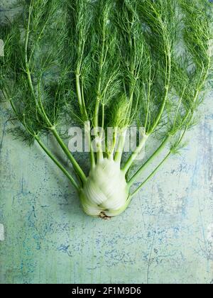 Blick auf frischen Fenchel Stockfoto