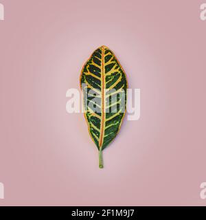 Blatt auf rosa Hintergrund Stockfoto