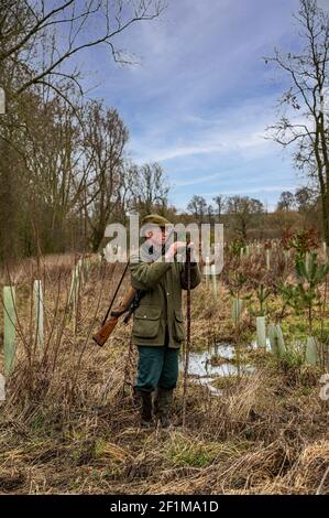 Lincolnshire, England, Großbritannien. Ein Deerstalker endlich Licht suchen und beobachten Hirsche für Keulung und Management als Teil eines Naturschutzprogramms Stockfoto