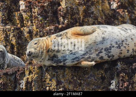 Atlantic Grey Seals, Halichoerus grypus, auf Longstone Island, auf den Farne Islands, bei Seahouses, Northumberland, Nordostengland, Großbritannien. Stockfoto