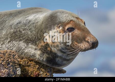 Ein atlantisches Grausiegel, Halichoerus grypus, auf Longstone Island, den Farne Islands, bei Seahouses, Northumberland, Nordostengland, Großbritannien. Stockfoto