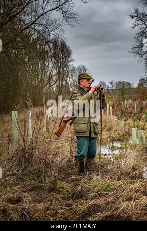 Lincolnshire, England, Großbritannien. Ein Deerstalker endlich Licht suchen und beobachten Hirsche für Keulung und Management als Teil eines Naturschutzprogramms Stockfoto