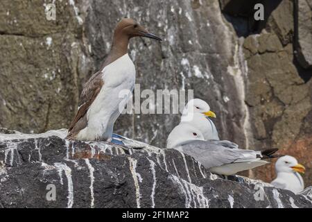 Ein Porträt eines Guillemot, Uria Aalge, mit Kittiwakes auf den Klippen von Inner Farne, den Farne-Inseln, Northumberland, England, Großbritannien. Stockfoto