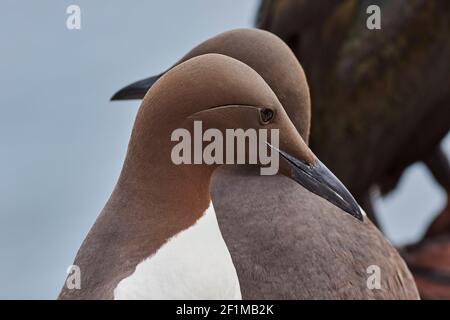 Ein Paar Guillemots, Uria aagle, grüßen sich gegenseitig, auf Inner Farne, auf den Farne-Inseln, Northumberland, Nordostengland, Großbritannien. Stockfoto